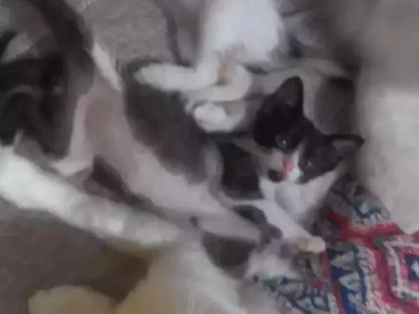 Gato ra a Não definida idade Abaixo de 2 meses nome Barbicha 