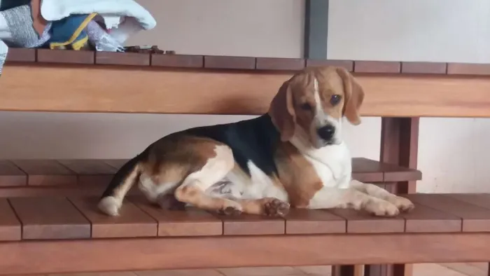 Cachorro ra a Beagle idade 2 anos nome Pilantra