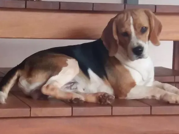 Cachorro ra a Beagle idade 2 anos nome Pilantra