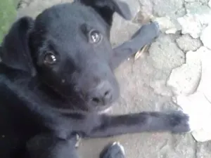 Cachorro raça Srd idade 2 a 6 meses nome Pata Branca