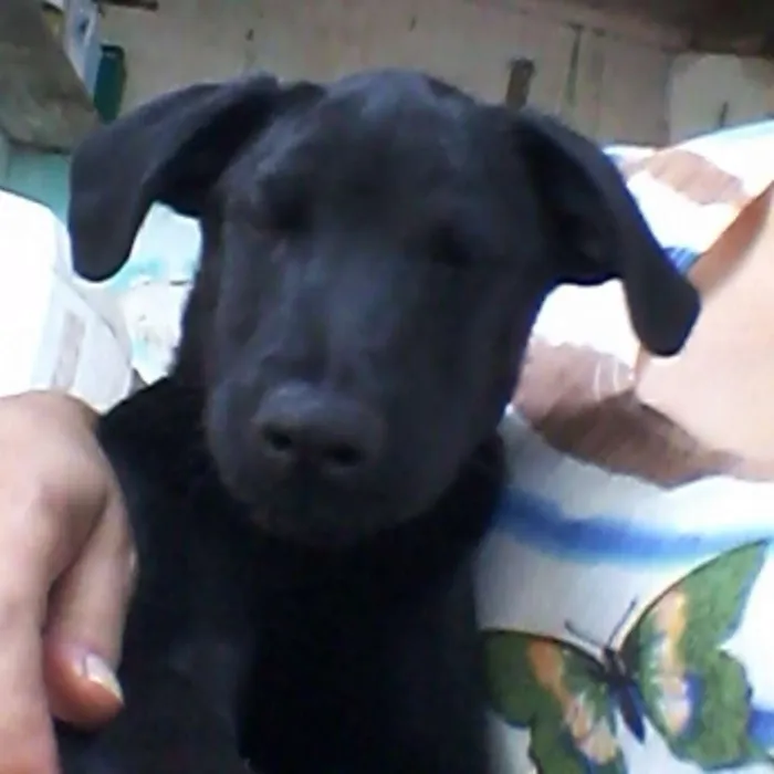 Cachorro ra a Srd idade 2 a 6 meses nome Jack Sparrow