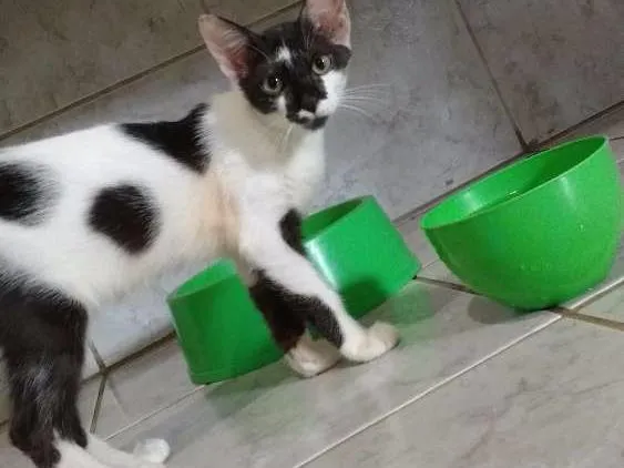 Gato raça Raça não definida idade 2 a 6 meses nome Galego,baby,Eliza,pi