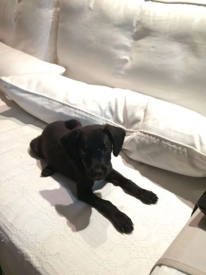 Cachorro ra a Srd idade 2 a 6 meses nome Nina
