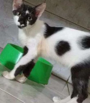 Gato raça Raça não definida idade 2 a 6 meses nome Galego,baby,Eliza,pi