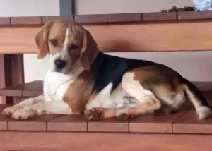 Cachorro raça Beagle idade 2 anos nome Pilantra