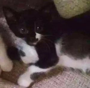 Gato raça Não definida  idade Abaixo de 2 meses nome Aurora 