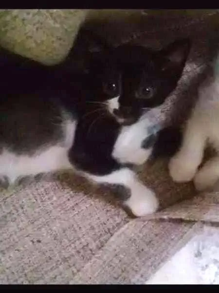 Gato ra a Não definida  idade Abaixo de 2 meses nome Aurora 
