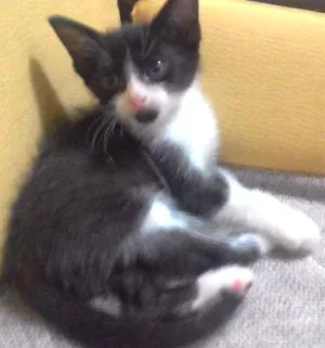 Gato raça Não definida idade Abaixo de 2 meses nome Barbicha 