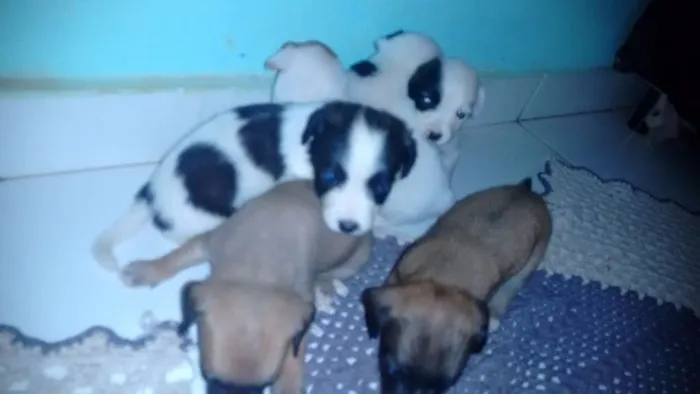 Cachorro ra a Vira lata idade Abaixo de 2 meses nome Branquinha