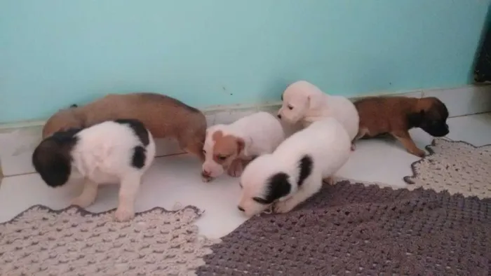 Cachorro ra a Vira lata idade Abaixo de 2 meses nome Branquinha