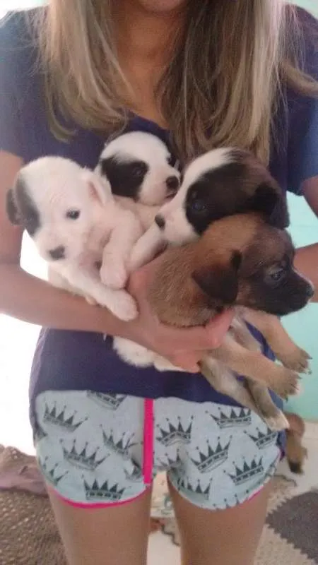 Cachorro ra a Vira lata idade Abaixo de 2 meses nome Branquinha