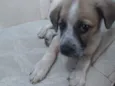 Cachorro raça SRD idade 2 a 6 meses nome Kida