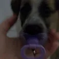 Cachorro raça SRD idade 2 a 6 meses nome Kida