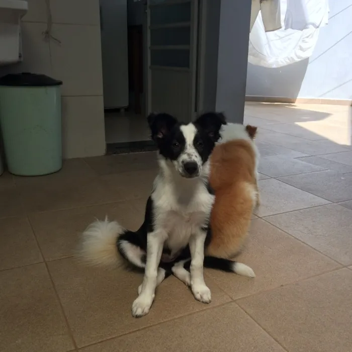 Cachorro raça Border collie idade 2 a 6 meses nome Princesa 