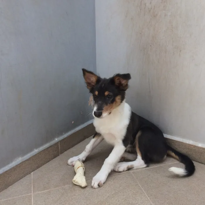 Cachorro raça Border collie idade 2 a 6 meses nome Princesa 