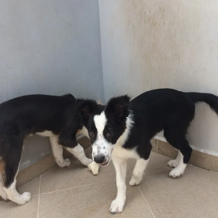 Cachorro raça Border collie idade 2 a 6 meses nome Princesa 