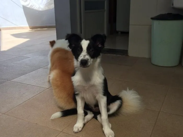 Cachorro raça Border collie idade 2 a 6 meses nome Princesa 