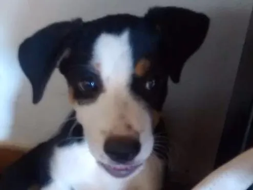 Cachorro ra a Sem raça definida idade 2 a 6 meses nome Não possuem