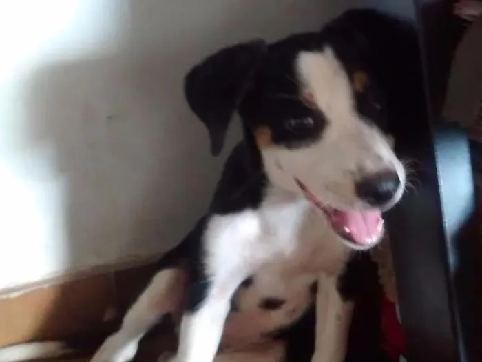 Cachorro ra a Sem raça definida idade 2 a 6 meses nome Não possuem