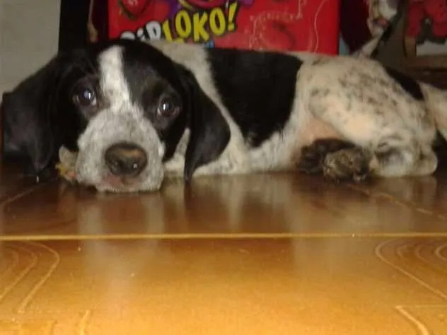 Cachorro ra a Sem raça definida idade 2 a 6 meses nome Não possuem