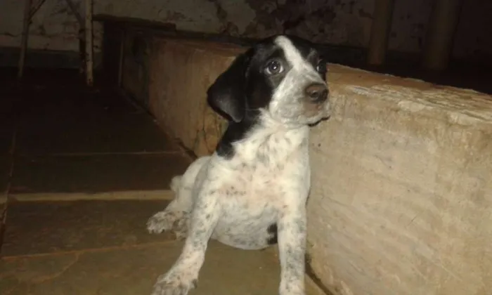 Cachorro ra a Sem raça definida idade 2 a 6 meses nome Não possuem