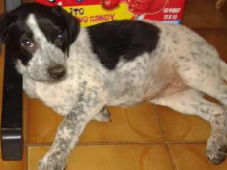 Cachorro ra a Sem raça definida idade 2 a 6 meses nome Não possuem