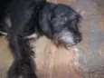 Nego