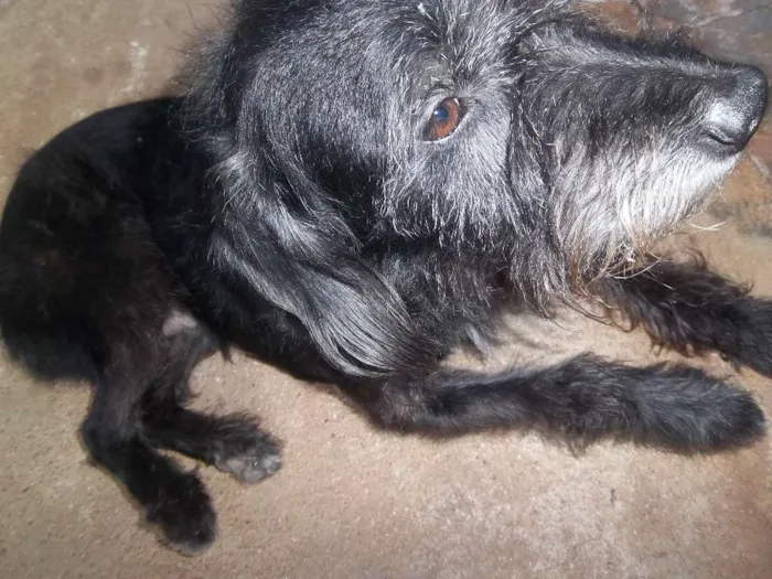 Cachorro ra a SRD idade 6 ou mais anos nome Nego