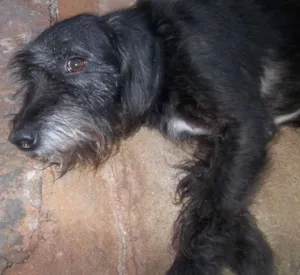 Cachorro raça SRD idade 6 ou mais anos nome Nego