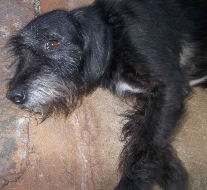 Cachorro ra a SRD idade 6 ou mais anos nome Nego
