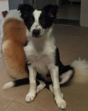 Cachorro raça Border collie idade 2 a 6 meses nome Princesa 