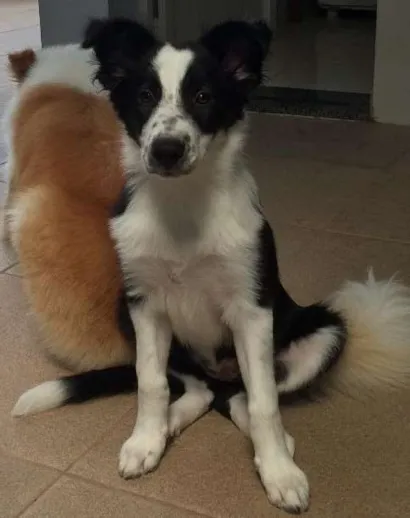 Cachorro raça Border collie idade 2 a 6 meses nome Princesa 