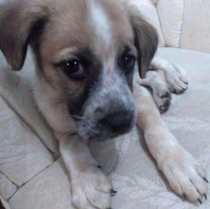 Cachorro raça SRD idade 2 a 6 meses nome Kida