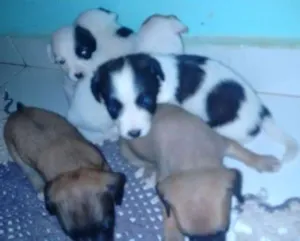 Cachorro raça Vira lata idade Abaixo de 2 meses nome Branquinha