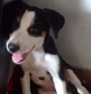 Cachorro raça Sem raça definida idade 2 a 6 meses nome Não possuem