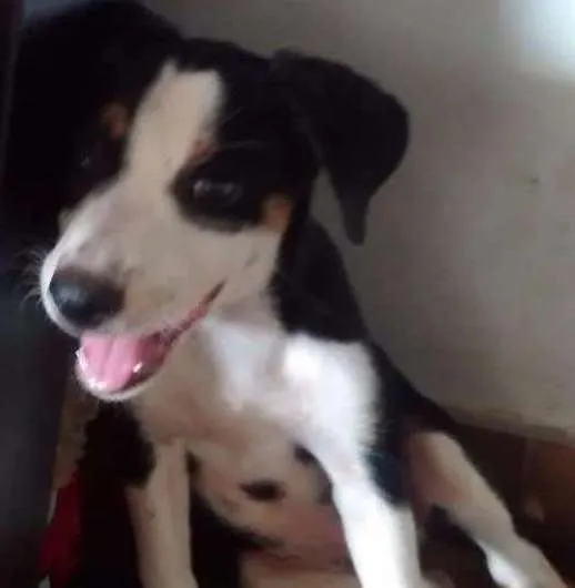 Cachorro ra a Sem raça definida idade 2 a 6 meses nome Não possuem