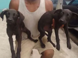 Cachorro raça Srd idade 2 a 6 meses nome Duas fêmeas lindas 