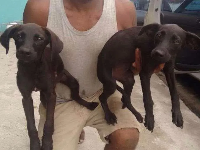 Cachorro raça Srd idade 2 a 6 meses nome Duas fêmeas lindas 