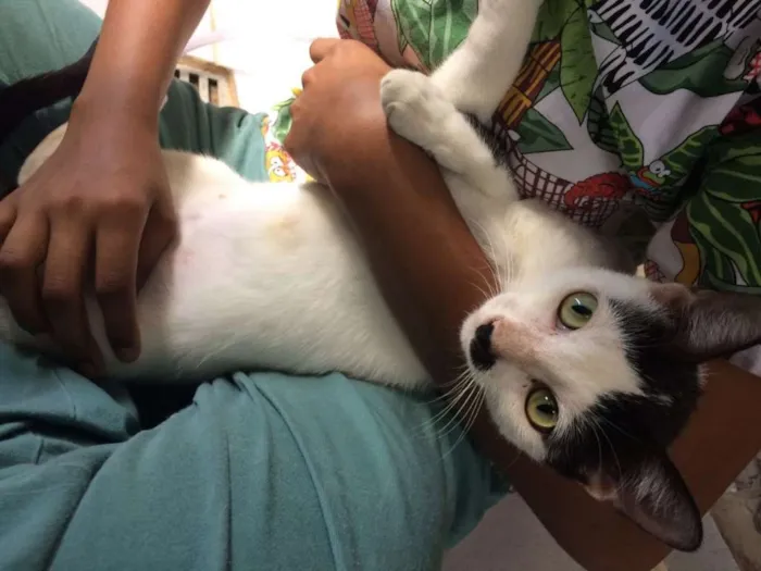 Gato ra a SRD idade 7 a 11 meses nome Gisele