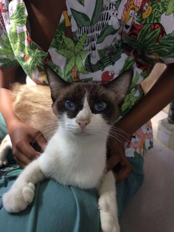 Gato ra a Siamesa idade 1 ano nome Panda
