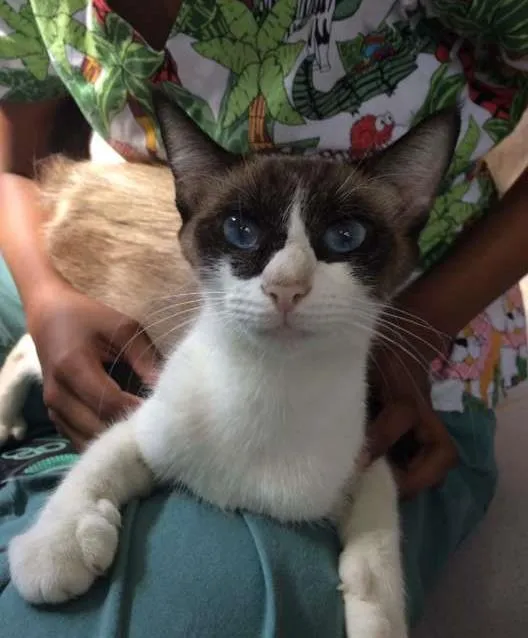 Gato ra a Siamesa idade 1 ano nome Panda