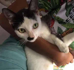 Gato raça SRD idade 7 a 11 meses nome Gisele