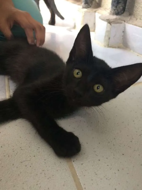 Gato ra a SRD idade 2 a 6 meses nome JULIE