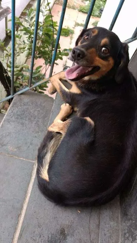 Cachorro ra a Vira-Lata idade 2 a 6 meses nome Não possui nome