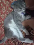 Tufão