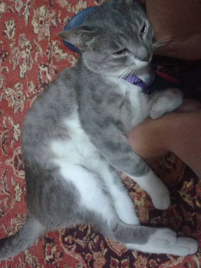 Gato ra a Indefinida idade 1 ano nome Tufão