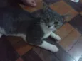 Tufão