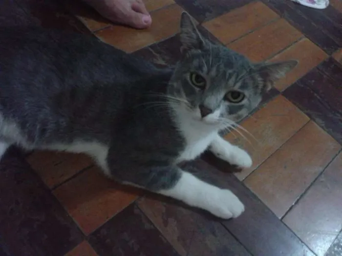 Gato ra a Indefinida idade 1 ano nome Tufão