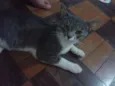Tufão