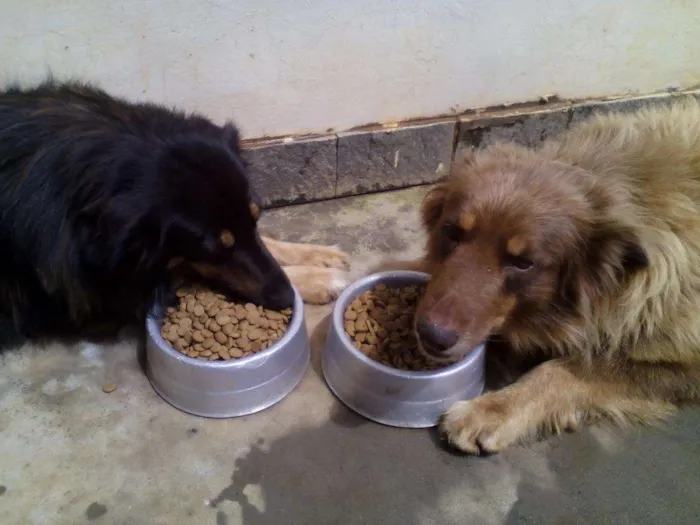 Cachorro ra a cão pastor de ovelhas idade 6 ou mais anos nome Sultao